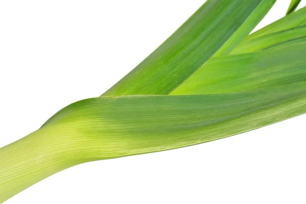 Fresh leek — Stock Photo, Image