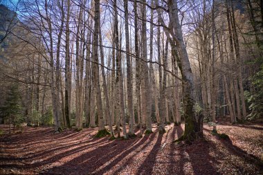ordesa Milli Parkı, pyrenees, huesca, aragon ağaçlarda sonbahar,