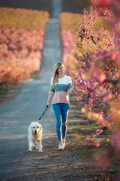 Ditembak Dengan Menarik Wanita Muda Berjalan Dengan Anjing Cantik Retriever — Stok Foto