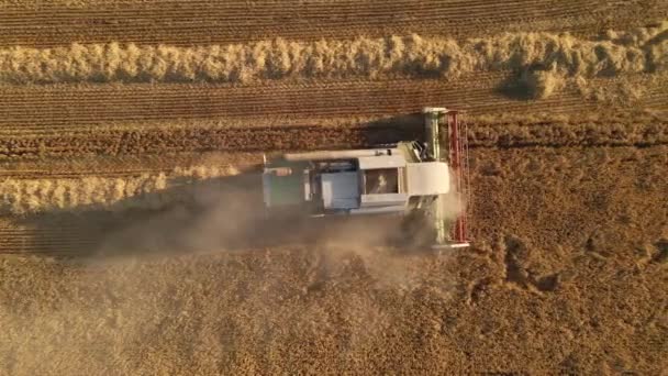 Vídeo Vista Aérea Ceifeira Colheitadeira Colheita Trigo Através Belo Campo — Vídeo de Stock