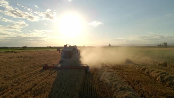 Vídeo Vista Aérea Ceifeira Colheitadeira Colheita Trigo Através Belo Campo — Vídeo de Stock