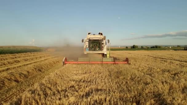 Video Der Luftaufnahme Von Mähdrescher Weizen Ernten Durch Ein Schönes — Stockvideo