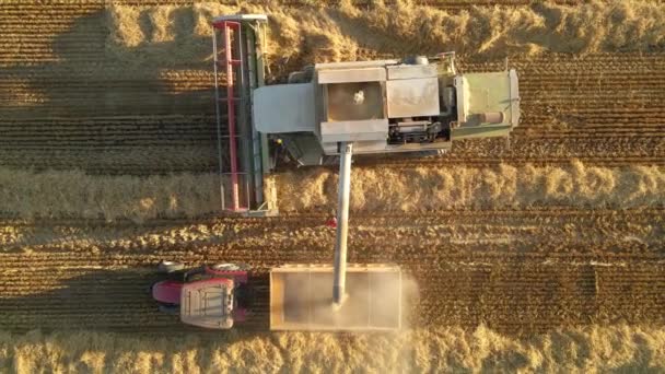 Video Aerial View Combine Harvester Harvesting Wheat Beautiful Wheat Field — ストック動画