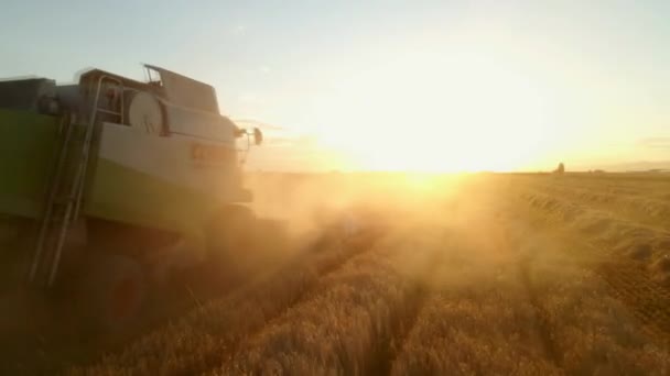 Video Leteckého Pohledu Sklízecí Kombajn Sklízející Pšenici Přes Krásné Pšeničné — Stock video