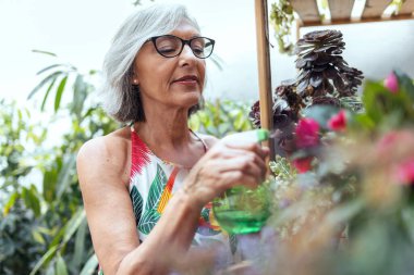  Shot of senior woman watering potted while taking care of plants at greenhouse