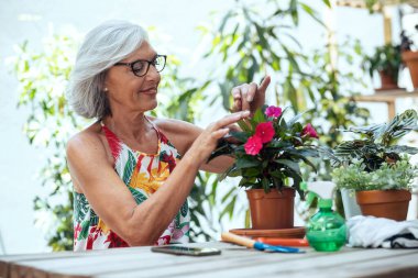 Shot of senior woman arranging while pruning potted plants hanging at greenhouse.