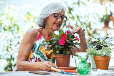 Shot of senior woman arranging while pruning potted plants hanging at greenhouse.