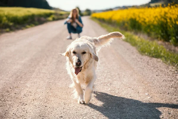 Împușcat Femeie Tânără Atrăgătoare Care Îngrijește Joacă Câinele Frumos Aur — Fotografie, imagine de stoc