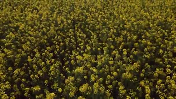 Widok Lotu Ptaka Krajobraz Pola Rzepaku Żółtego — Wideo stockowe