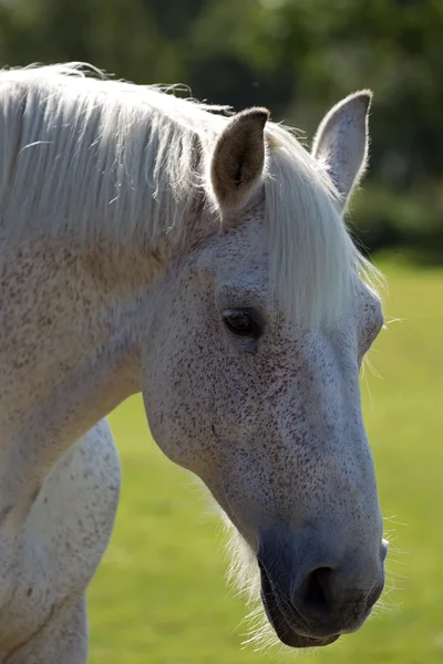 Witte paard portret — Stockfoto