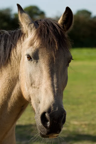 Porträt eines Connemara-Ponys — Stockfoto