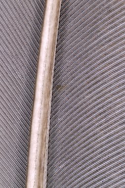 Güvercin tüyü - aşırı makro