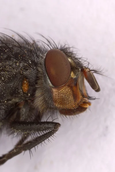 Cabeça de mosca doméstica Macro — Fotografia de Stock