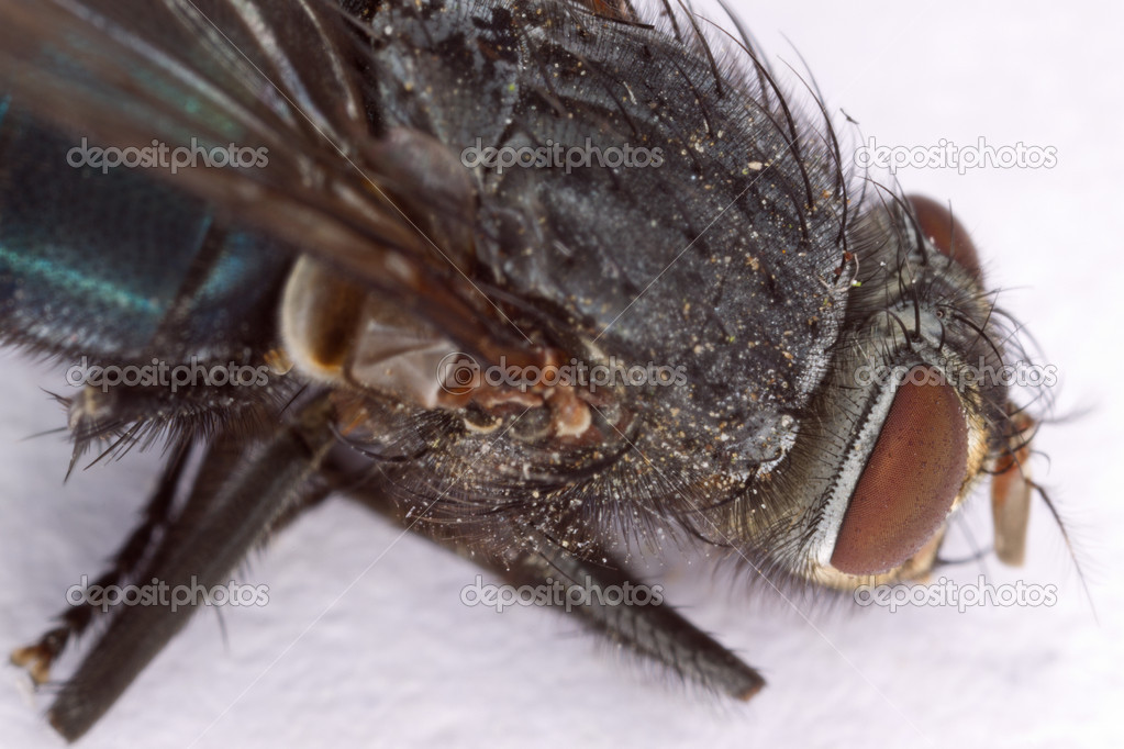 Housefly Head Macro