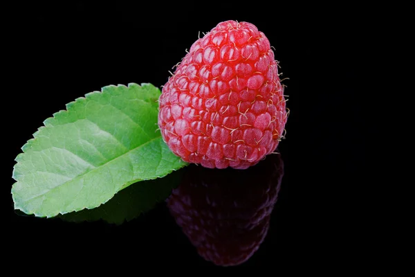 Raspberry Close-Up — Stockfoto