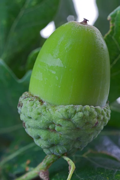 Зелений Acorn - Extreme макросу — стокове фото