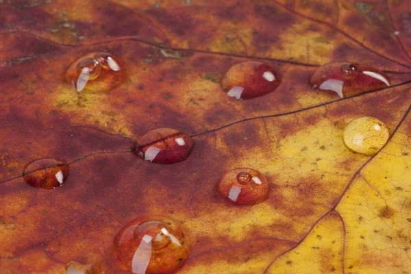 Raindrops on an Autumn Leaf — Stock Photo, Image