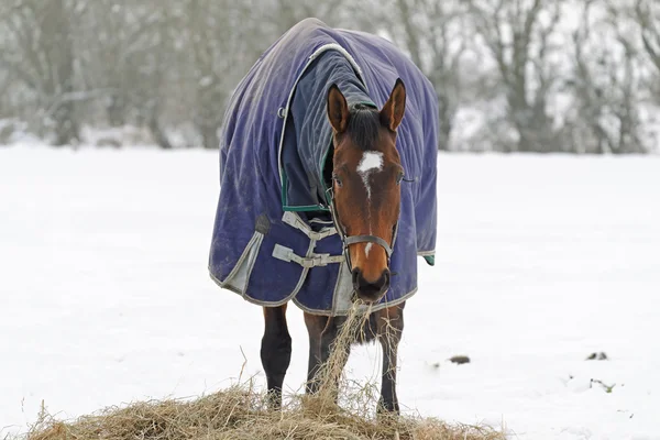 Pur-sang cheval manger foin dans la neige — Photo