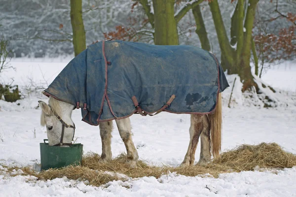 雪の中で食べることの白い馬 — ストック写真