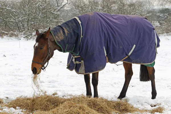 Καθαρόαιμο άλογο τρώει το σανό στο χιόνι — Φωτογραφία Αρχείου