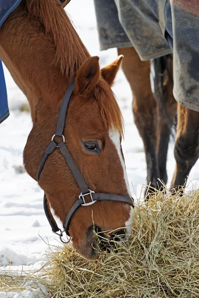 Paard eten hooi in de sneeuw — Stockfoto