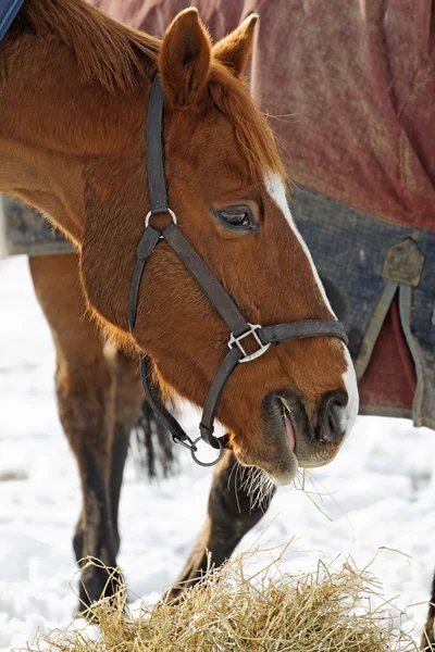Άλογο τρώει το σανό στο χιόνι — Φωτογραφία Αρχείου