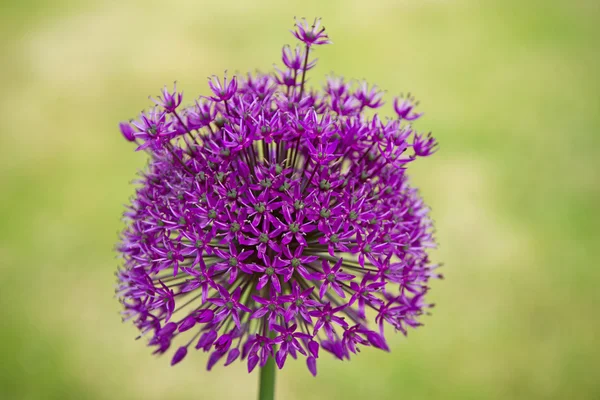 Mor allium — Stok fotoğraf