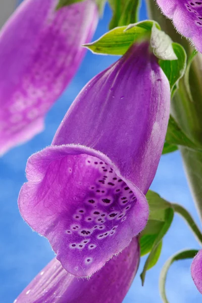 Ortak foxglove — Stok fotoğraf