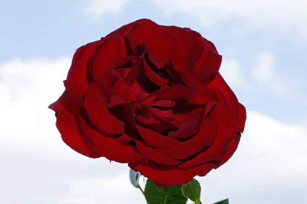 Rose and Sky — Stock Photo, Image