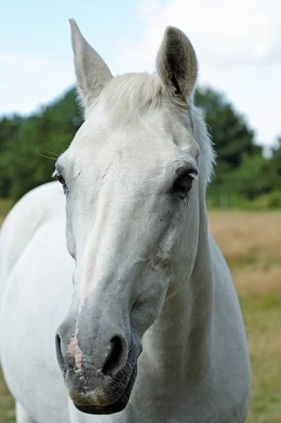 Witte paard portret — Stockfoto