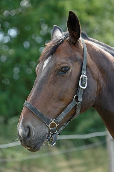 Volbloed paard met halster — Stockfoto