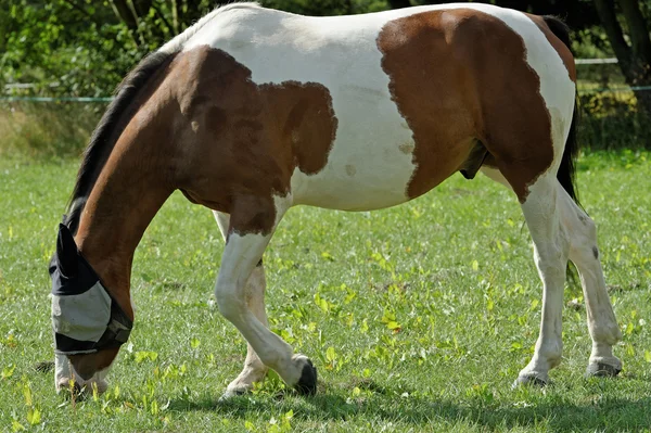 フライ マスクの色の馬 — ストック写真