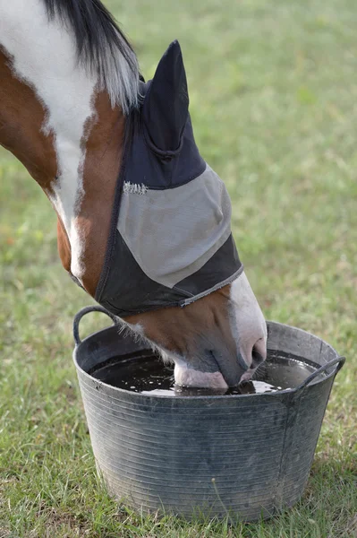 Kahlköpfiges Pferd in Fliegenmaske, trinkt Wasser — Stockfoto