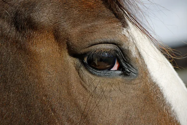 Ojo de caballo de cerca —  Fotos de Stock