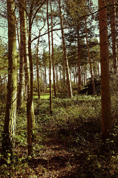 View through a forest in winter. Lomo effect added to give faded,retro effect.