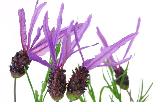 Lavanda francesa — Fotografia de Stock