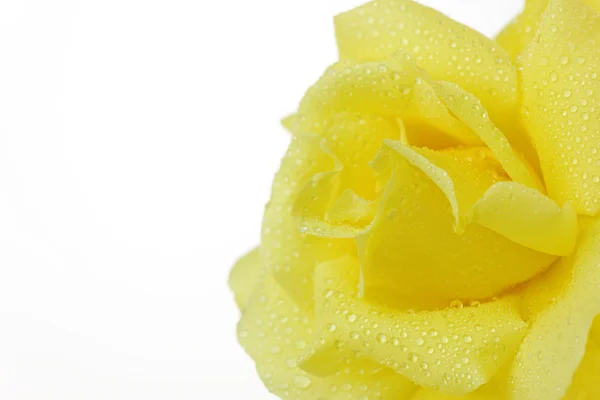 Yellow Rose with Dewdrops — Stock Photo, Image