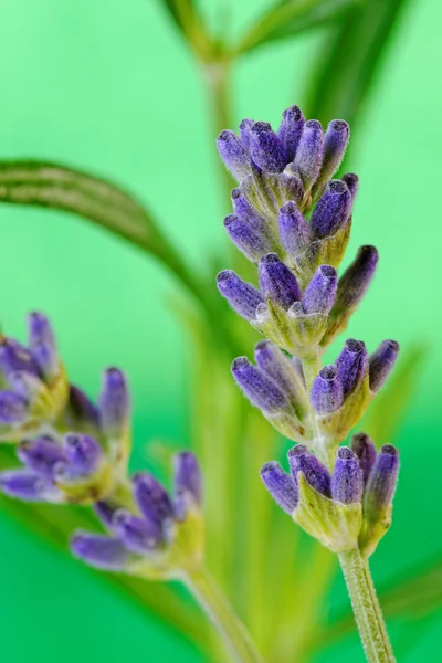 Lavender Flower Closeup — Stock Photo, Image
