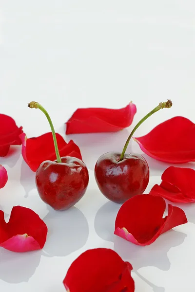 Cerezas y pétalos de rosa — Foto de Stock