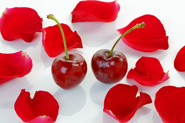 Cerezas y pétalos de rosa — Foto de Stock