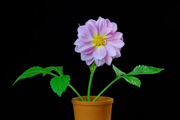 Dahlia in een bloempot — Stockfoto