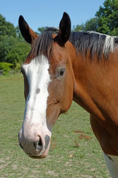 Skewbald kůň — Stock fotografie
