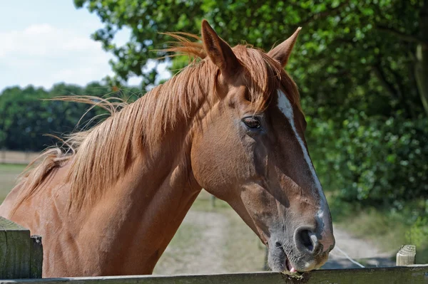 Kaštanový kůň kousání plot výběhu — Stock fotografie