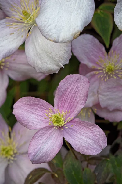 Закрытие Цветников Montana Clematis Цветущих Весной — стоковое фото