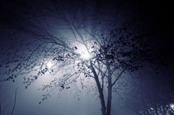 Foggy night — Stock Photo, Image