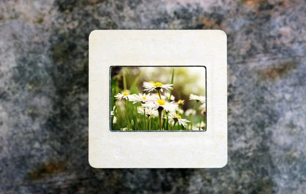 Flowers on slide film — Stock Photo, Image
