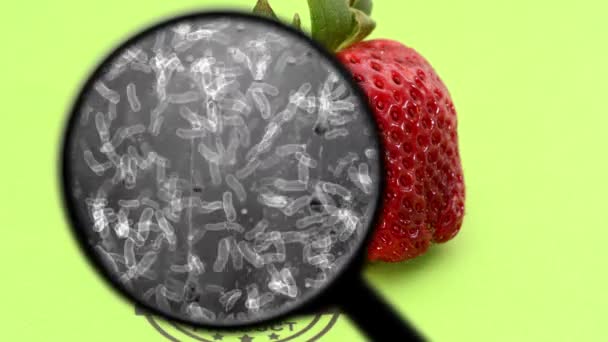 Zoeken naar bacteriën in biologisch fruit — Stockvideo