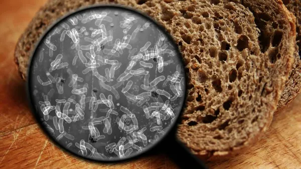 Zoek Naar Bacteriën Brood — Stockfoto