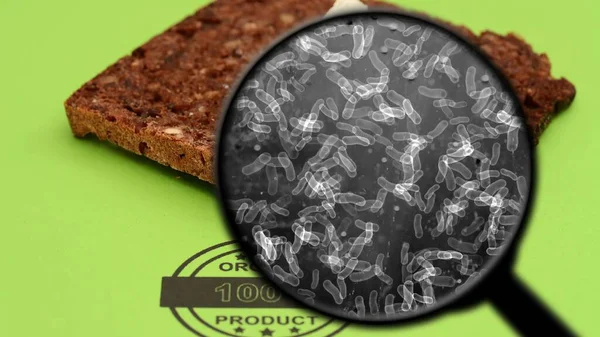 Zoek Naar Bacteriën Brood — Stockfoto