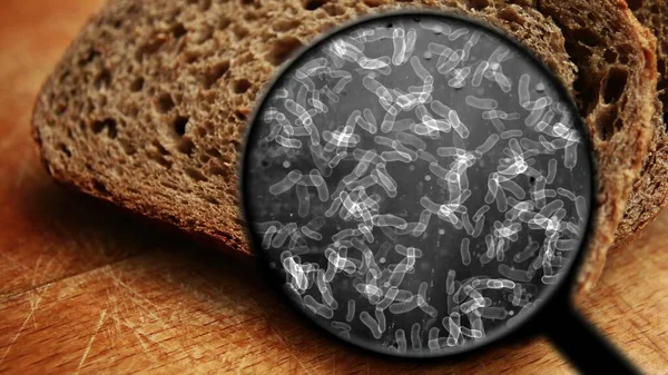 Poszukiwanie Bakterii Chlebie — Zdjęcie stockowe